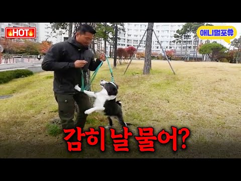 정신 못 차리고 강형욱 물어버린 보더콜리의 최후 I KBS 개는 훌륭하다 221219 방송