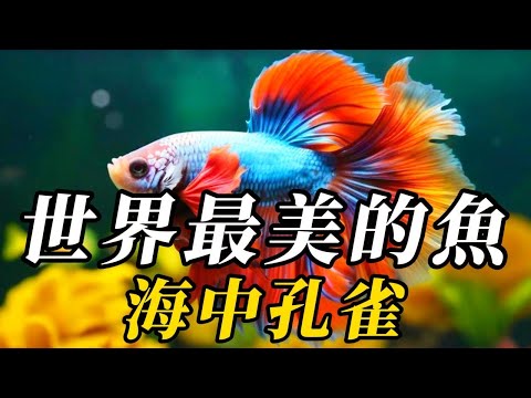 全世界最美的10種魚，第壹名宛如海洋寶石，99%的人沒有見過，眼睛在身體外却真實存在！眼睛如寶石耀眼，還可360°旋轉！宛如彩虹般絢爛！#世界之最 #动物 #动物世界 #百科密码