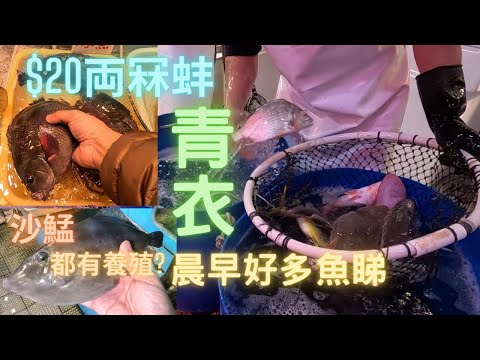 超平冧蚌（口太黑毛）$20両,好彩快手😍青衣要一早去至搶到好野🤣落貨好多魚👍海紅斑/方脷/白鱲/養殖沙鯭~fishcutting香港海鮮~社長遊街市Seafood