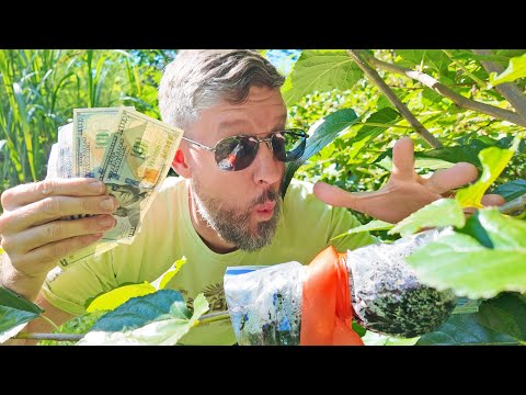 Make Thousands of Dollars with this Nursery Trick