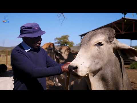 Dr.Themba Dlodlo: Insights from Brahman Stud Breeder | The Breakfast Club S05EP49