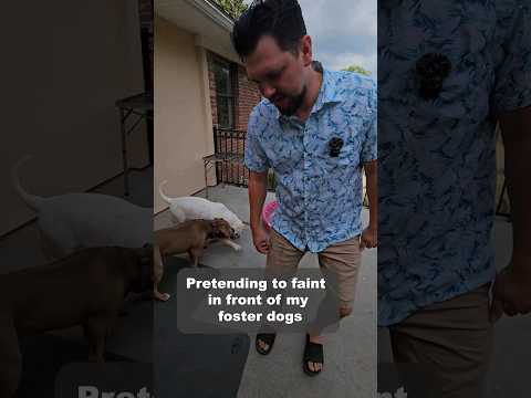 What would our rescue foster dogs do if I fainted? Well, that didn't go according to plan.