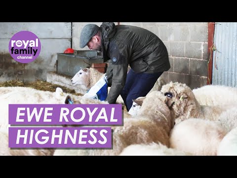 Prince William Wins Woolly Hearts Feeding Sheep at Family Farm
