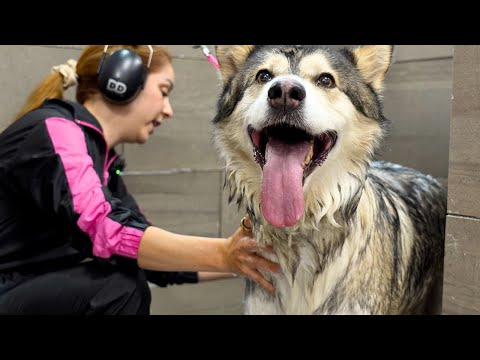 Simon Cowell Would Hit the Golden Buzzer for This Husky😂🎤