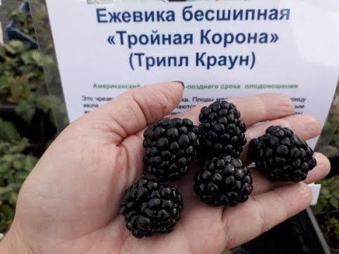 Ежевики (бесшипная) "Тройная корона" (Трипл Краун) Американский сорт,  - описание сорта