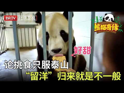 海归大明星泰山有点小傲娇，碰上对他宠到不行的刘奶妈也是没办法 【熊猫奇缘】#大熊猫#中国大熊猫#熊猫泰山#cute