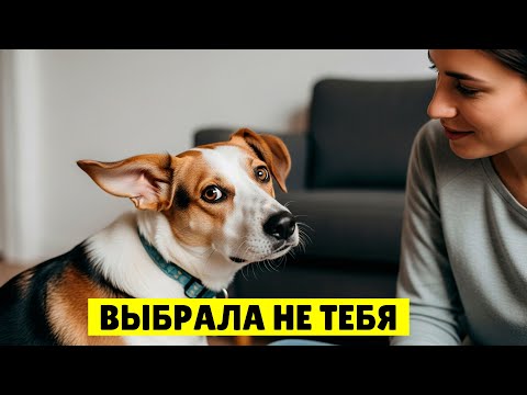 ❤️ Почему только собаки-девочки ведут себя так со своими хозяевами? (8 редких фактов)