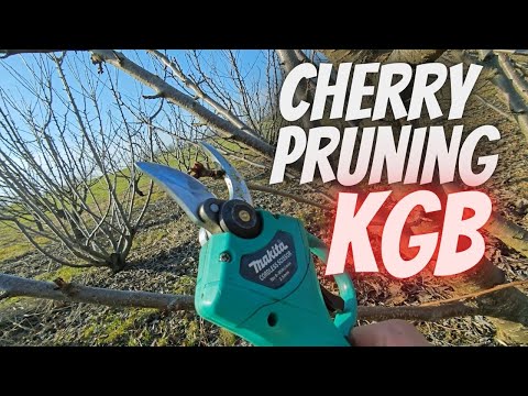 Cherry pruning KGB