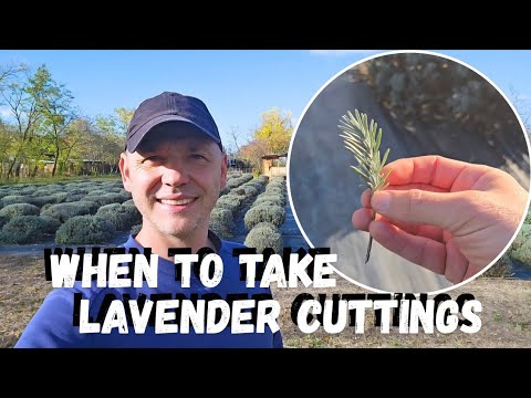 How to propagate Lavender from cuttings!
