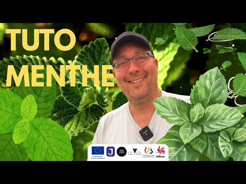 Tuto MENTHE - Comment planter et réussir votre MENTHE facilement !