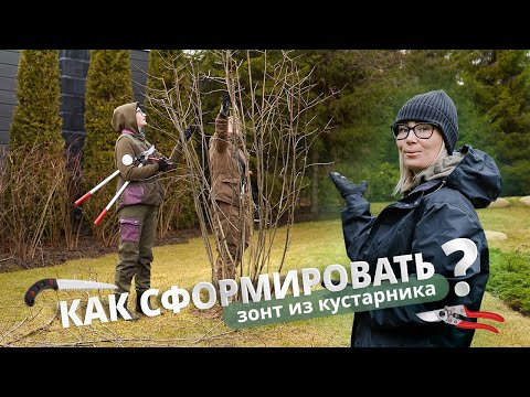 Как сформировать зонт из кустарника?
