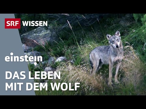 Mensch und Wolf: Kann das Zusammenleben gelingen? | Einstein | SRF Wissen