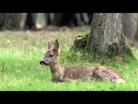 Photographes animaliers : les secrets des plus belles photos