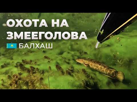 Приключения подвохов в Казахстане: НЕРЕАЛЬНЫЙ прозрак, змееголовы и завораживающие виды
