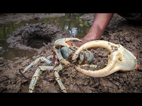 Bare Hands vs Mud Crabs Catch And Cook Over Open Fire
