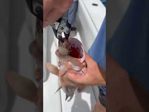 Crab Stuffed Grouper??                 #shorts #food #crab #fish