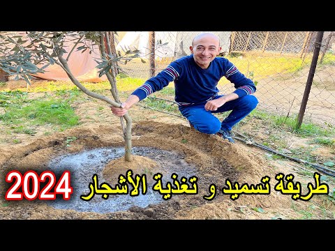 Feeding and Fertilizing Fruit Trees 2024
