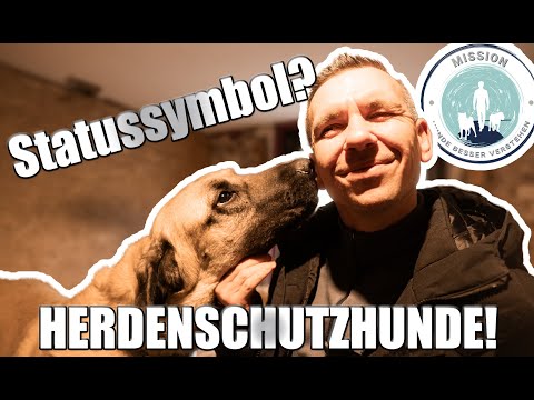 Livestock guardian dogs | DANGEROUS STATUS SYMBOL??? | Mission: Understand dogs better!