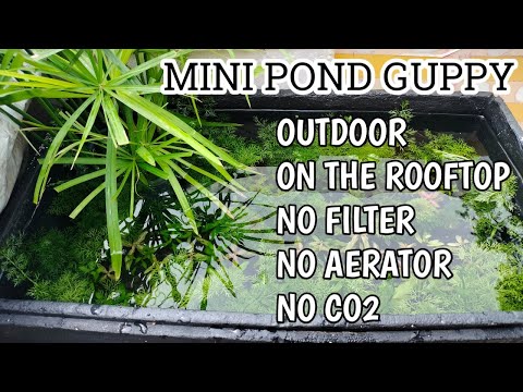 Outdoor Mini Guppy Pond on the Rooftop | No Filter, No Aerator, No CO₂ #minipond #guppyfish #guppy