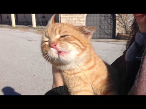 You’ll Laugh Watching Cats Experience the Outdoors for the First Time 🤣