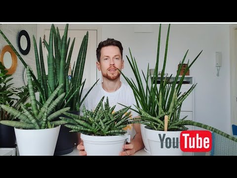 Сансевьерии цилиндрические. Ответы на вопросы.