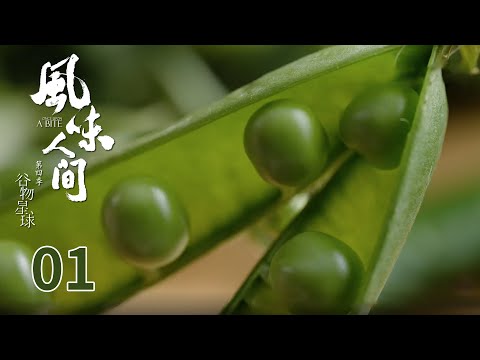 ENG SUB [Once Upon a Bite S4] EP01: Field of Golden Wheat Waving in the Wind | Tencent Documentary