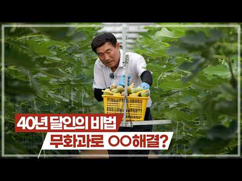 The best cultivation secrets from a fig expert with 40 years of experience, everything about fig ...