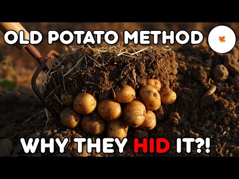 The Lost Potato Method That Produces Massive Yields Effortlessly