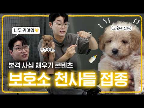10 dogs from the shelter were vaccinated 🏃🏻‍♂️ | Behavioral veterinarian Seol Chae-hyun