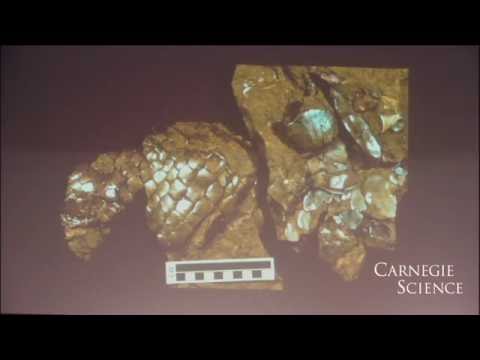 Dr. Neil Shubin: Finding Your Inner Fish