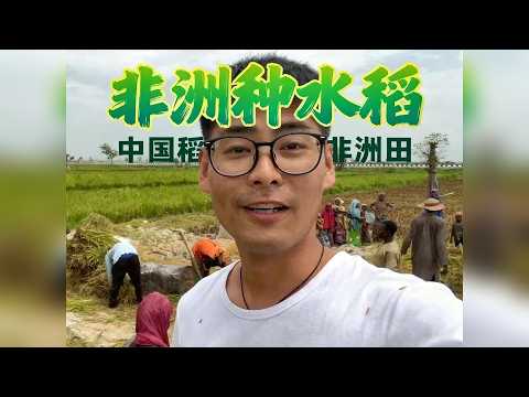 中国杂交水稻在非洲，迎来大丰收，帮助农民解决了吃饭问题！ 中国杂交水稻在非洲，迎来大丰收，帮助农民解决了吃饭问题！