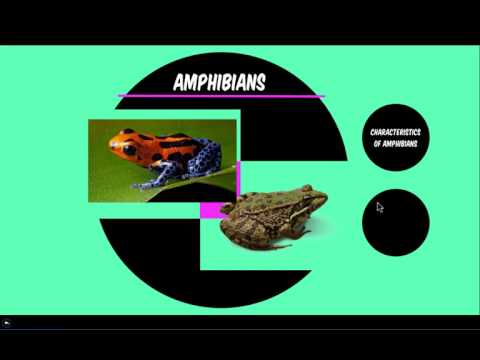 Prezi Next Tutorial - New Version of Prezi