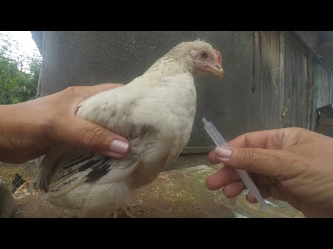 ВАЖЛИВО. Вирощування і лікування курей. Закапуємо курчат ОБЕРЕЖНО...