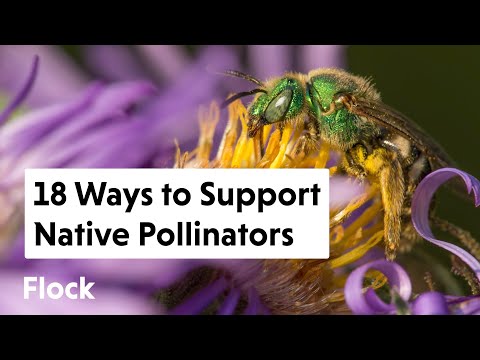 18 Ways to Support NATIVE POLLINATORS — Ep. 130