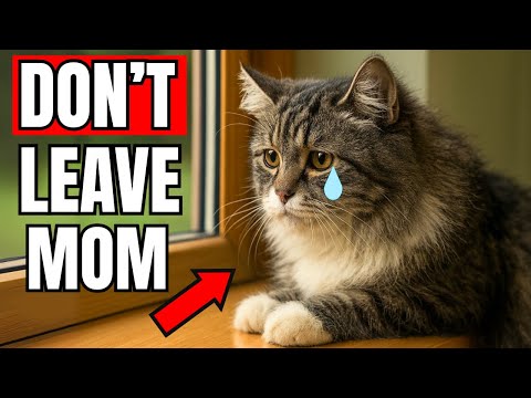 Never Do THIS When Leaving Your Cat Alone (You’ll Regret It!)