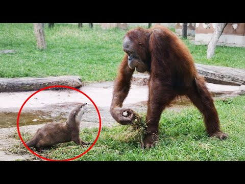 Try Not To Laugh When Animals Turn Into Comedians