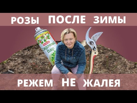 ОБРЕЗКА РОЗ ПОСЛЕ ЗИМЫ. Какие бывают поражения, и почему не надо жалеть розы. 14 апреля 2024 г.