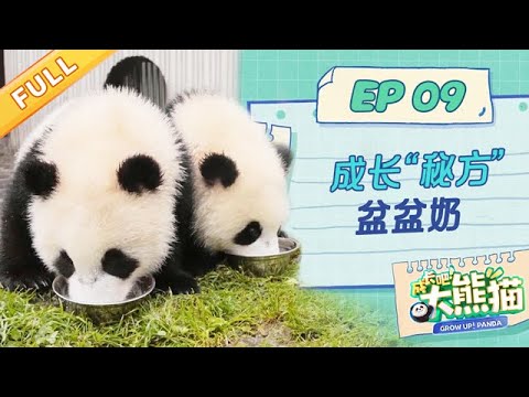 【熊猫慢综艺】盆盆奶! 是怎样的美味让熊猫宝宝们爱不释手? | 成长吧大熊猫