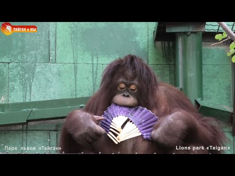 И сидит такая Дана, в Дольче Габбана 😎 Орангутан. Тайган. Архив. Orangutan life in Taigan.