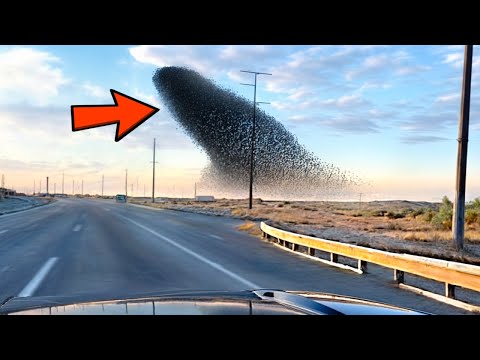 One in a Billion Moments in Nature - Best of 2024 !