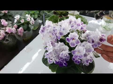 10 VERY BEAUTIFUL FLOWERING VIOLETS Review of violets from my collection.