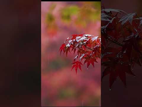 [ととのい映像]ととのいステーション 秋／さふぃスパ舞子「シーサイドホテル舞子ビラ神戸」