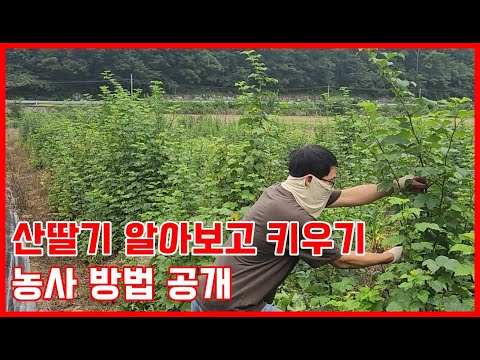 산딸기 알아보고 키우기, 농사 방법 공개