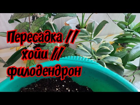 Пересадка // хойи // филодендрон