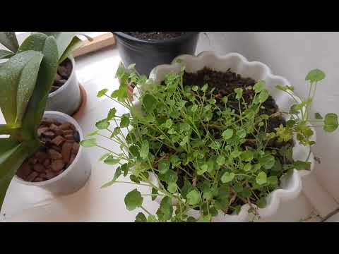 Обзор цветочков🌹