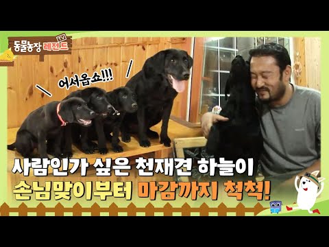 [TV 동물농장 레전드/SUB] 사실... 사람이 아닐까? 싶은 천재견 하늘이🐶 손님맞이부터 마감까지 척척! #TV동물농장 #AnimalFarm #SBSstory