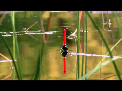 🐟ЗА ДВІ ГОДИНИ, ВІДРО 🎣  ЛИН 🐟 КАРАСЬ  Рибалка на поплавок.