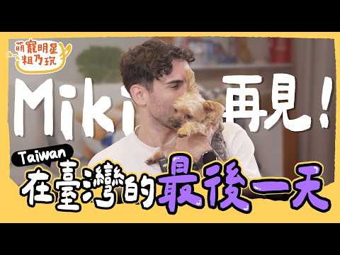 [SUB] EP9 中文怪物 酷的夢 與毛孩 Miki 的最後一天！真情流露 Sandy 淚崩招架不住！？【 萌寵明星粗乃玩 】完整版 @haveapetday Sandy Ku's dream酷的夢