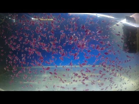 Большая рыборазводня. Я в гостях у Александра Николаевича Иванова. Эксклюзив