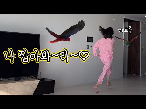 [지구젤리/일상] 내가 앵무새랑 노는 방법
